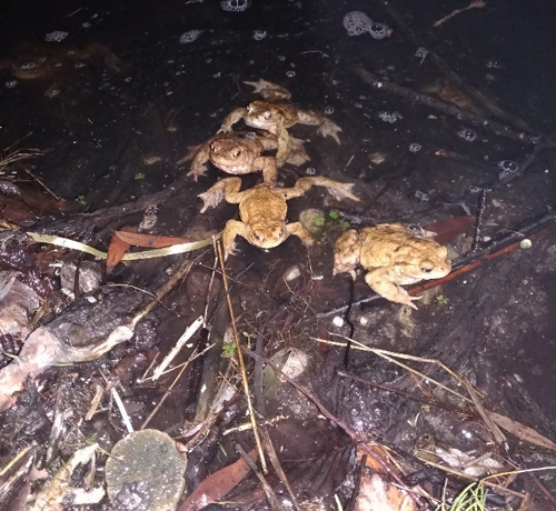 Erfolgreiche Amphibiensammlung in Eichenau und Puchheim